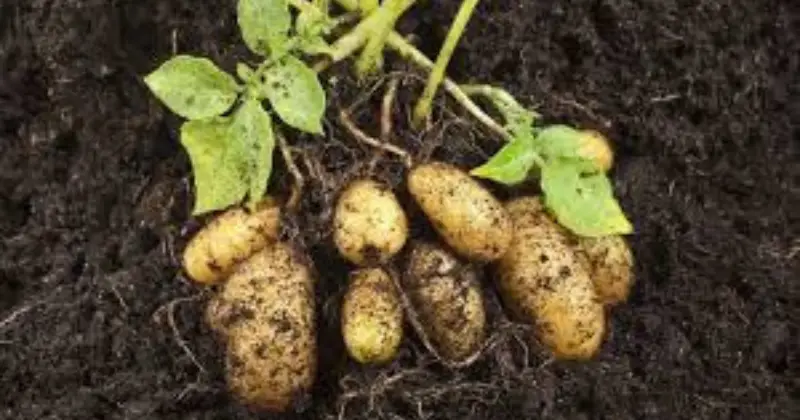 pommes de terre