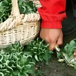 récolter