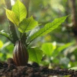 arbre à chocolat
