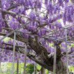 plantes grimpantes