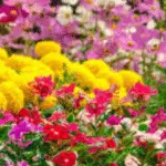 plantes fleurissent