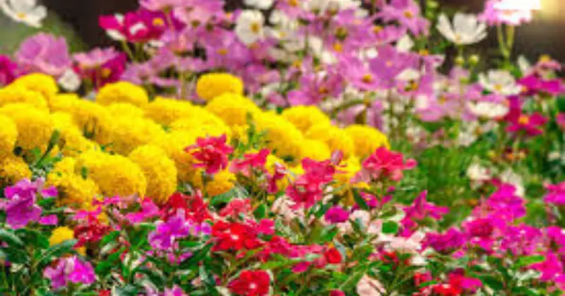 plantes fleurissent