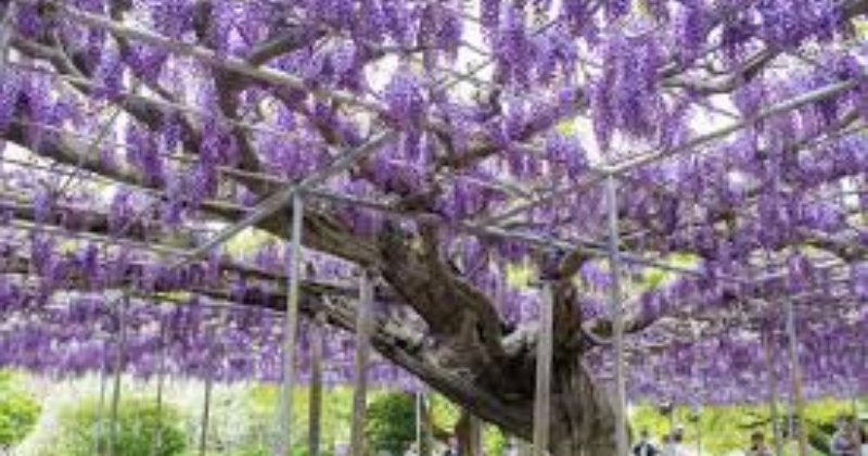 plantes grimpantes
