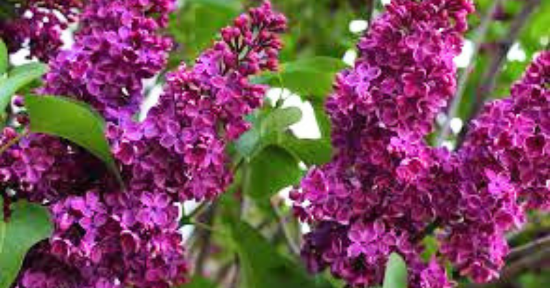 tailler un lilas