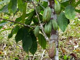 arbre à chocolat