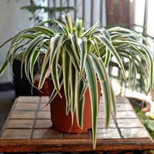 plantes araignées