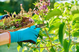 tailler un lilas