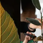 plante d'intérieur