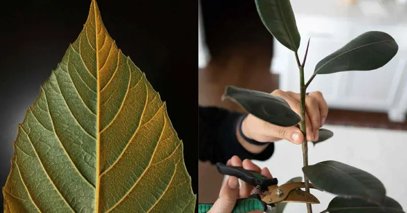 plante d'intérieur