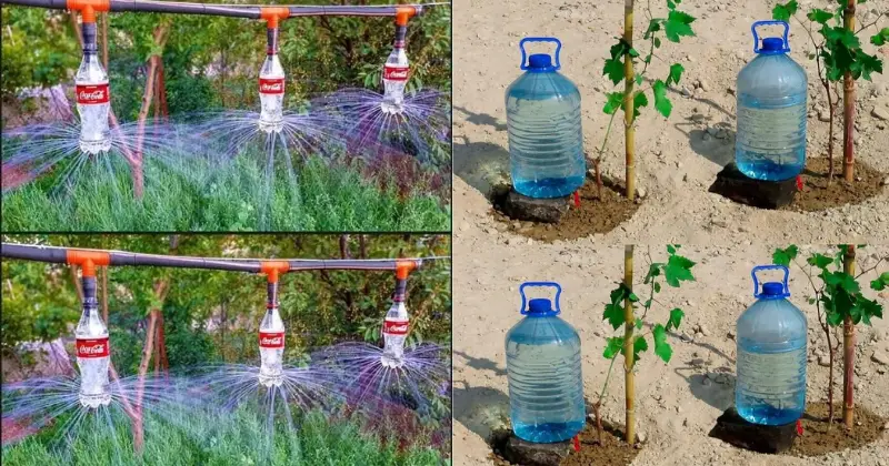 arrosage automatique avec des bouteilles d’eau