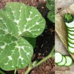 Les taches blanches sur les feuilles de courgettes