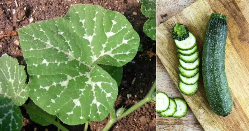 Les taches blanches sur les feuilles de courgettes