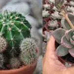 Arrosage parfait pour les cactus et succulentes