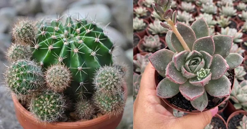 Arrosage parfait pour les cactus et succulentes
