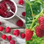 Cultiver la framboise