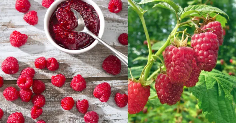 Cultiver la framboise