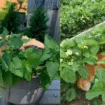 un chat dans le jardin