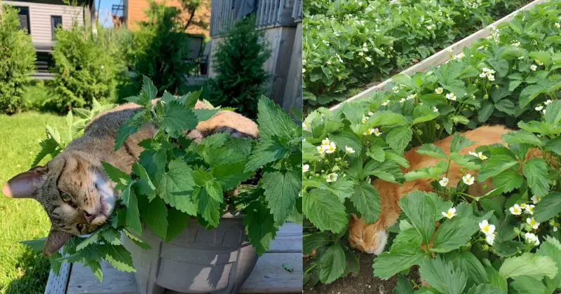 un chat dans le jardin