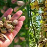 Comment cultiver la pistache