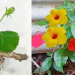 La culture de l’hibiscus
