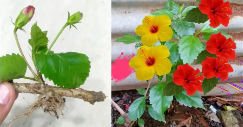 La culture de l’hibiscus