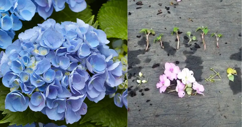Bouturer et cultiver des hortensias