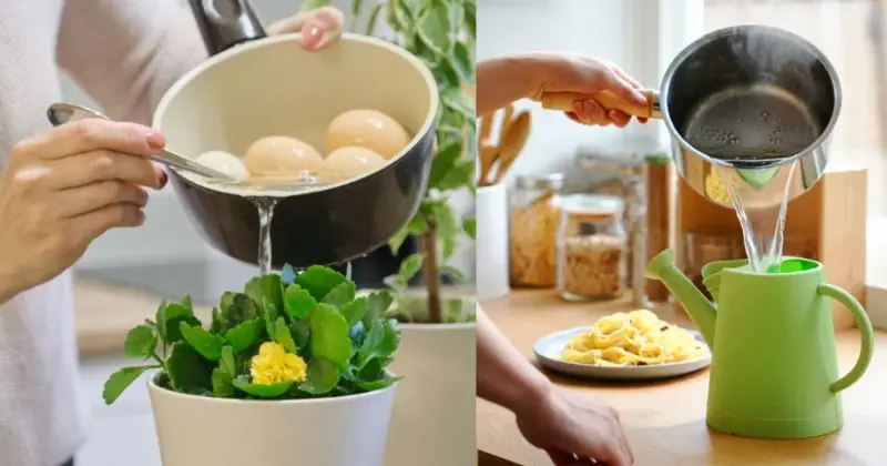 eau de cuisson