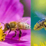 pollinisateurs