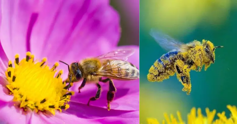 pollinisateurs
