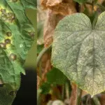 Le langage des feuilles : décoder les signaux de vos plantes