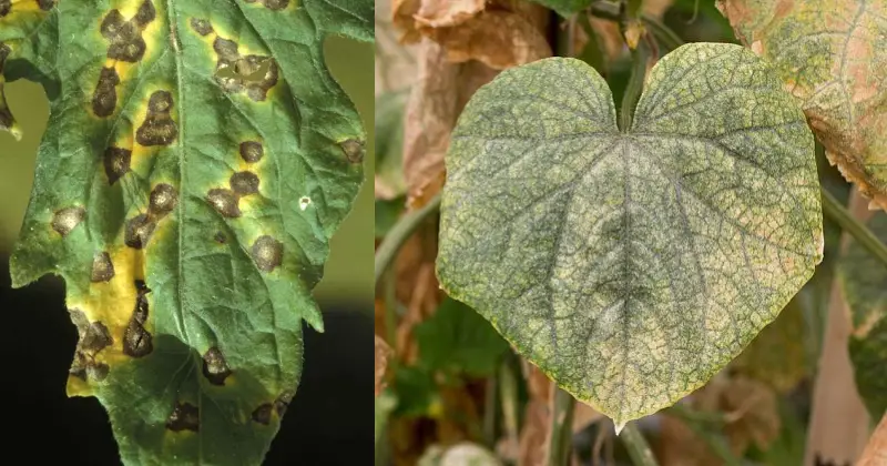 Le langage des feuilles : décoder les signaux de vos plantes