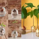 photo HD d’un noyau d’avocat en germination