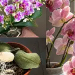 Les bienfaits du riz sur l’orchidée