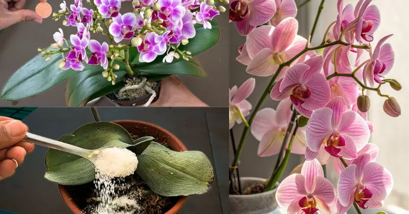Les bienfaits du riz sur l’orchidée