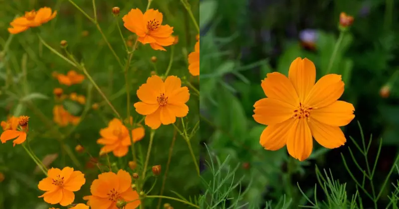 souci-calendula-officinalis-bienfaits
