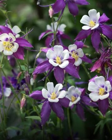 fleurs et plantes