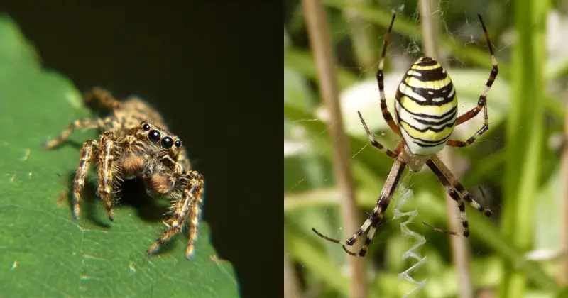 types d’araignées