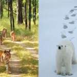 animales