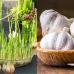 cultiver de l'ail