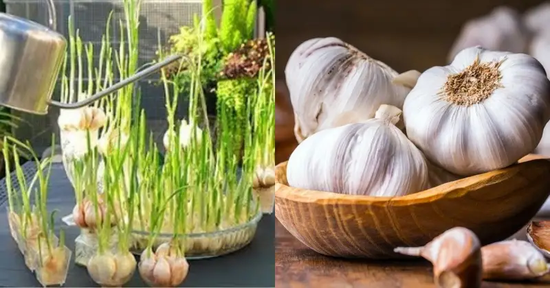 cultiver de l'ail