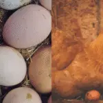 des œufs