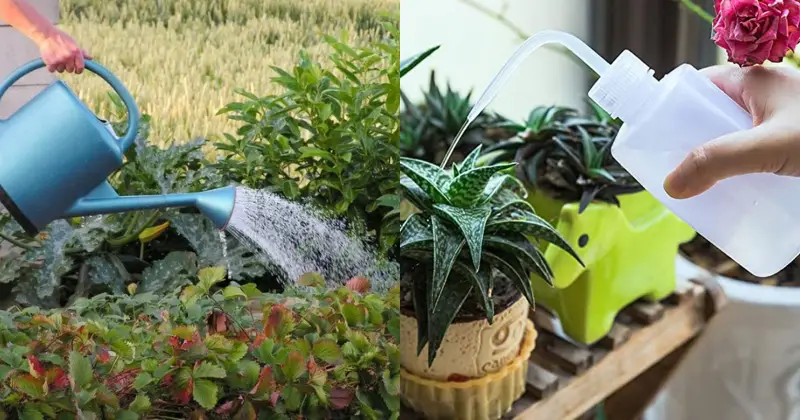 des plantes