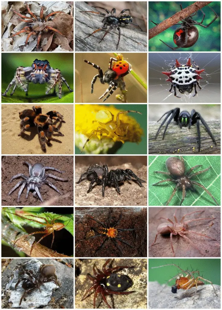 types d’araignées