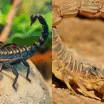 les scorpions