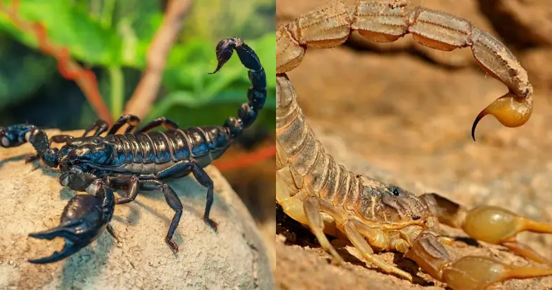 les scorpions
