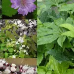 fleurs et plantes