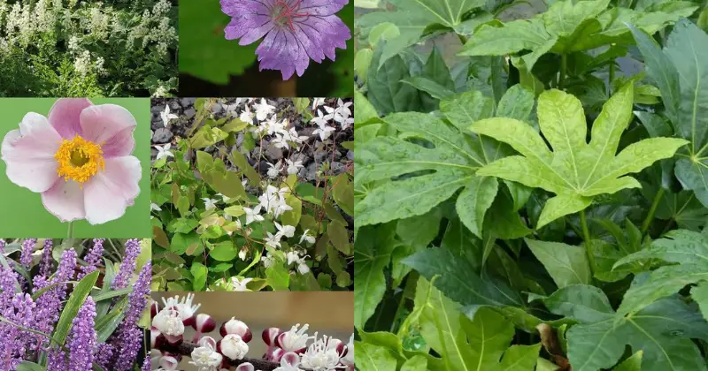 fleurs et plantes