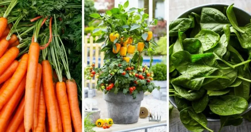 légumes et fruits