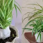 chlorophytum