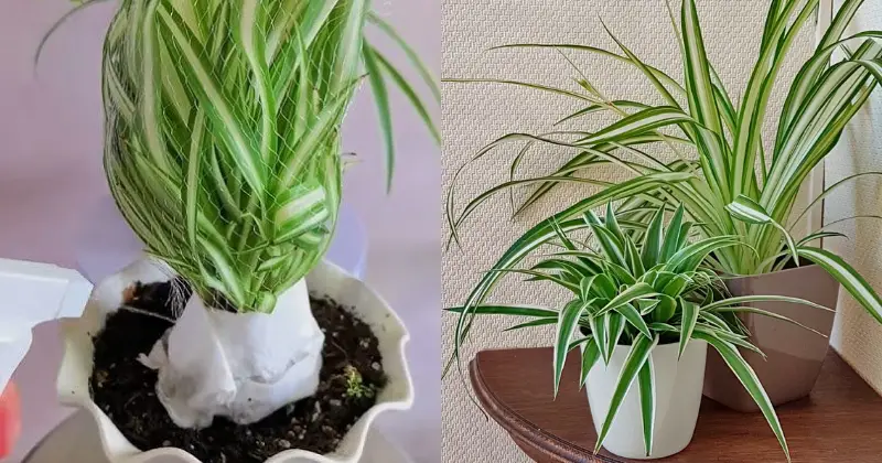 chlorophytum
